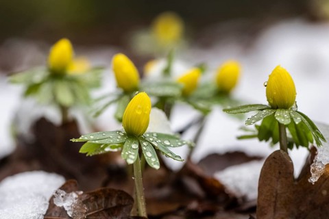 Winter aconites (Erantnis hyemalis), Emsland, Lower Saxony, Germany