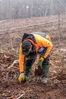 Reforestation in the Arnsberg Forest near Warstein-Sichtigvor, Soest district, forestry workers