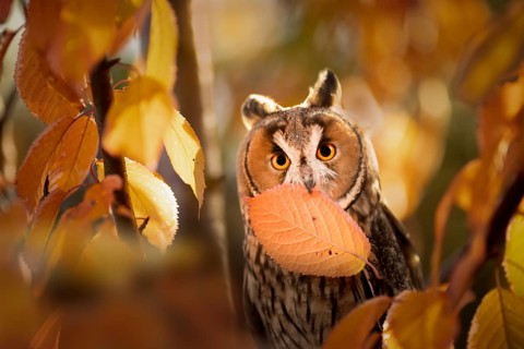 Long-eared Owl (Asio otus) captive, Germany