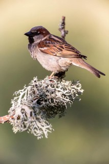 House Sparrow (Passer domesticus) male perched on lichen branch, Andalusia, Spain
