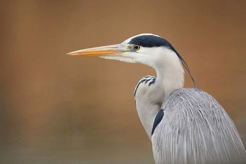 Grey Heron (Ardea cinerea), Basel, Switzerland