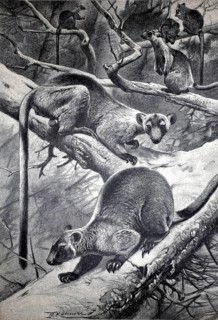 Tree kangaroos, a genus from the kangaroo family, Dendrolagus bennettianus, 1896, Australia,