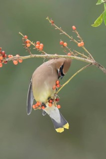 Cedar Waxwing (Bombycilla cedrorum) eating red berries, Texas, USA