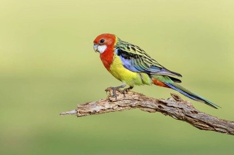 Eastern Rosella (Platycercus eximius) male, New South Wales, Australia