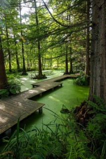 Bochum, North Rhine-Westphalia, Germany - Swamp cypresses in the tertiary pond, Botanical Garden of