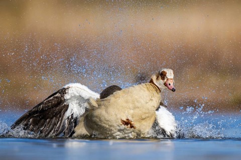 Egyptian Goose (Alopochen aegyptiaca) bathing, North Rhine-Westphalia, Germany