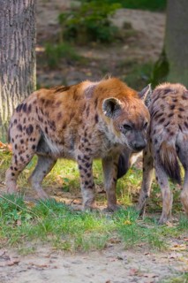 Two spotted hyenas (Crocuta crocuta), or laughing hyena meet