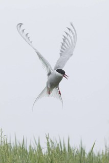 Arctic Tern (Sterna paradisaea) flying, Scotland, United Kingdom