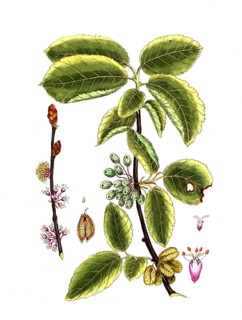 Ulmus campestris, field elm, digital reproduction of a historical model, between 1790 and 1810