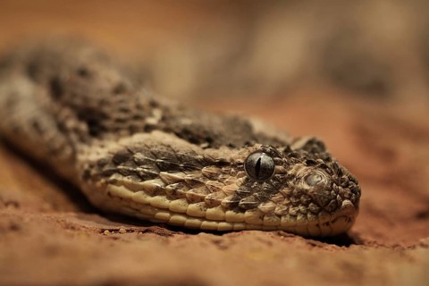 Head of puff adder (Bitis arietans), captive