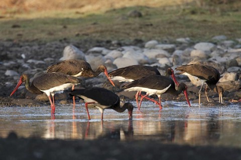 Black Stork (Ciconia nigra) foraging, Castile-La Mancha, Spain