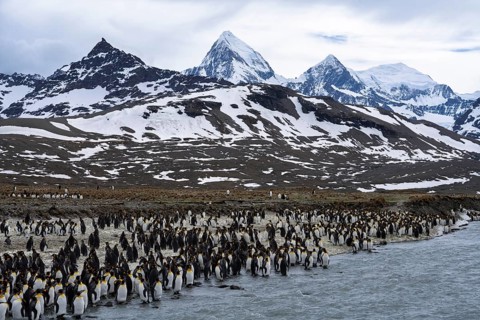 King penguins (Aptenodytes patagonicus), colony on the banks of a glacial river in front of