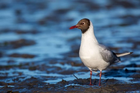 Black-headed Gull (Chroicocephalus ridibundus), Seahouses, United Kingdom
