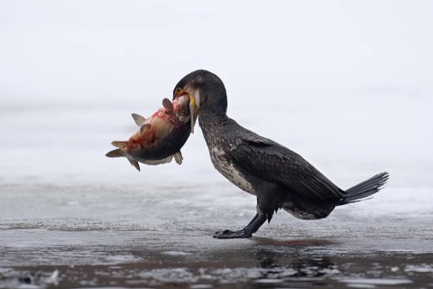 Great Cormorant (Phalacrocorax carbo), Hamburg, Germany
