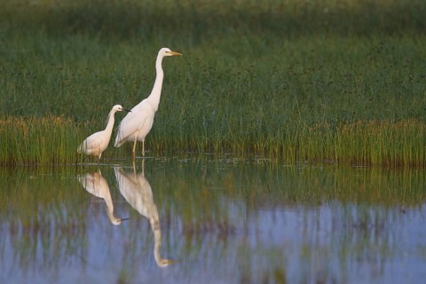 Little Egret & Great Egret (Egretta garzetta & Ardea alba) foraging, Greece