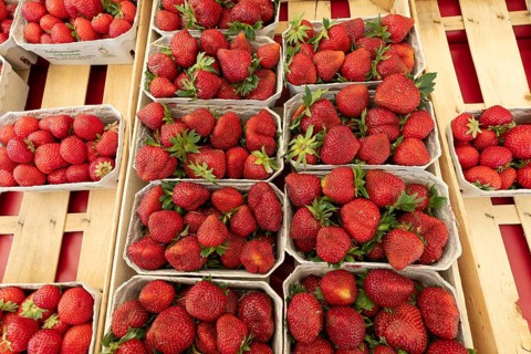 Freshly harvested red strawberries in cardboard punnets at a market stall. Local seasonal fruit