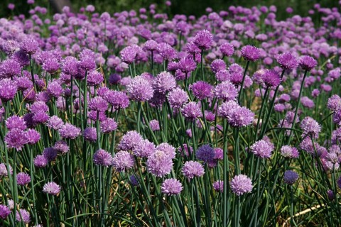 Chives (Allium schoenoprasum), flowers, pink, field, beautiful, Germany