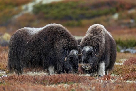 While the forehead plate of the musk ox bulls (Ovibos moschatus) is clearly visible, that of the