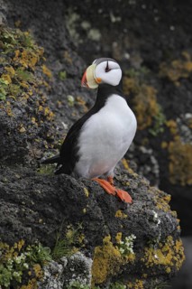 Horned Puffin (Fratercula corniculata), Alaska, USA