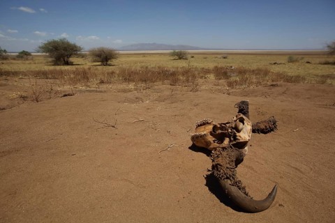 Skull bone with horns of cape buffalo (Syncerus caffer caffer) in the steppe, savannah, landscape,