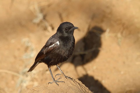 Sooty Chat (Myrmecocichla nigra) male, Masai Mara, Kenya