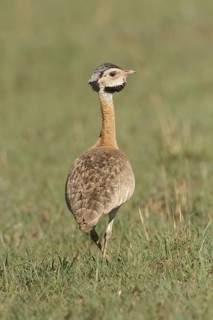 White-bellied Bustard (Eupodotis senegalensis) male, Mpumalanga, South Africa