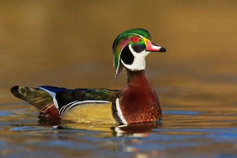 Wood Duck (Aix sponsa) male, British Columbia, Canada