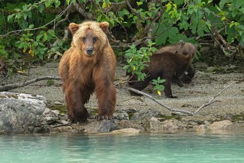 Coastal brown bear (Ursus arctos) standing with two cubs on the shore, Lake Clark National Park