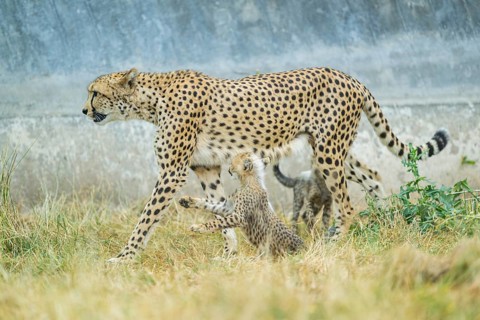 Cheetah (Acinonyx jubatus) mother with her youngster, captive, occurrence Africa
