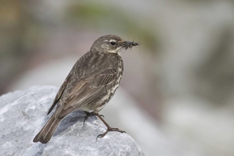 Eurasian Rock Pipit (Anthus petrosus), Irland