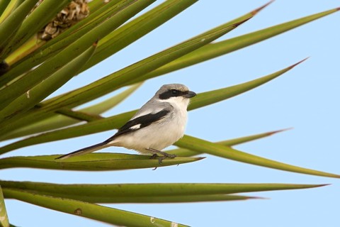 Loggerhead Shrike Lanius ludovicianus Laguna Atascosa National Wildlife Refuge, Texas, United