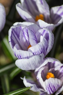 Crocuses blooming in the botanical garden in spring