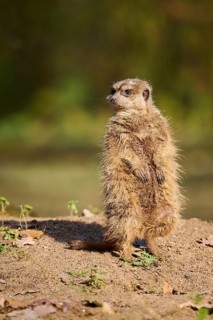 Meerkat (Suricata suricatta) standing on the ground, Bavaria, Germany