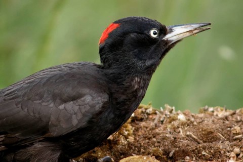 Black woodpecker (Dryocopus martius), female on forest, Castile and Leon, Spain