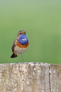 Bluethroat (Luscinia svecica cyanecula), male, on a pasture fence post, wildlife, Lembruch, Ochsen