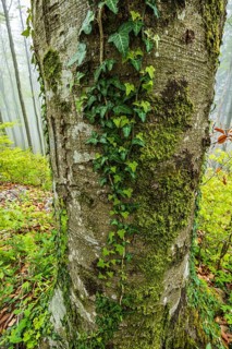 Ivy (Hedera helix), tree, tree trunk, forest, spring, Alpine foothills, Bavaria, Germany