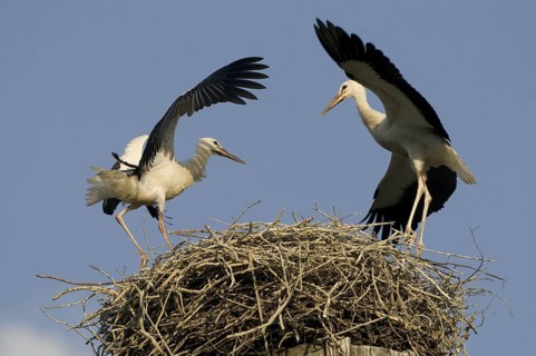 White Stork (Ciconia ciconia) nest, Saxony, Germany
