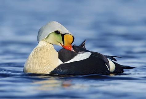 King Eider (Somateria spectabilis) male, Alaska, USA