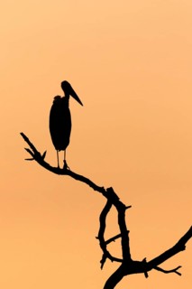 Afrikaanse Maraboe, Marabou Stork, Leptoptilos crumeniferus