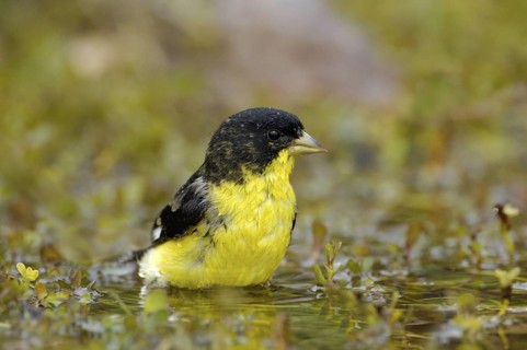 Lesser Goldfinch (Spinus psaltria) male, Arizona, USA