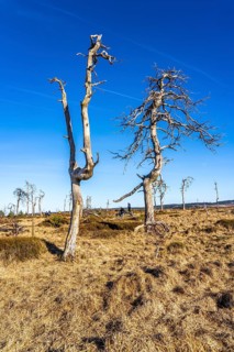 Noir Flohay ghost forest, remnants of a forest fire from 2011 in the High Fens, high moor, in the