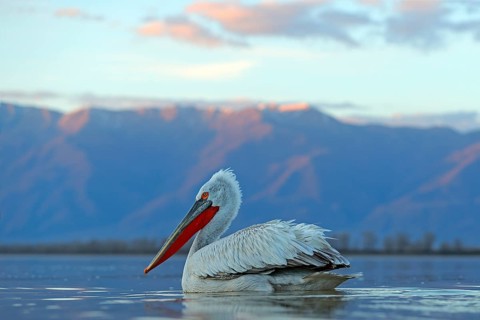 Dalmatian pelican, Pelecanus crispus, in Lake Kerkini, Greece. Palican on blue water surface.