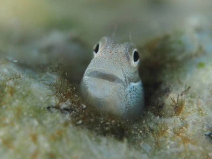 Blue-bellied crested tusk (Alloblennius pictus)