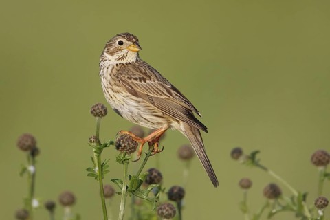 Corn Bunting (Emberiza calandra), Baden-Wuerttemberg, Germany