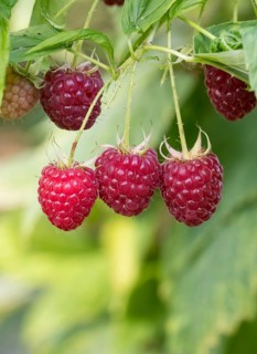 Raspberry (Rubus idaeus 'Polka'), Ihlenweg 7, Germany