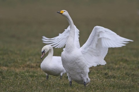 Whooper Swan & Mute Swan (Cygnus cygnus & Cygnus olor), North Rhine-Westphalia, Germany