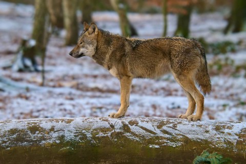 A wolf stands on a snow-covered tree trunk in the winter forest, Winter, Wolf (Canis lupus),