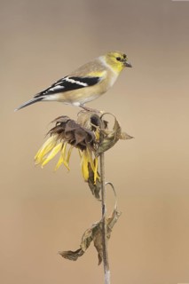 American Goldfinch (Spinus tristis), Ohio, USA