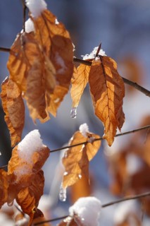 Wintertime, snow crystals, Saxony, Germany