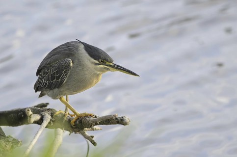 Striated Heron (Butorides striata), Mauritius